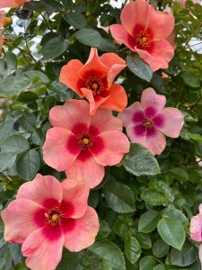 LOOKING UP (climber)